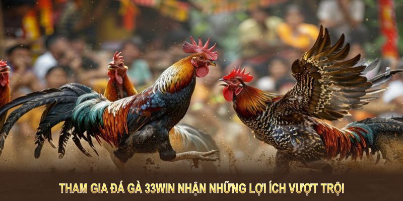 Tham gia Đá Gà 33WIN để nhận những lợi ích vượt trội và cơ hội thắng lớn