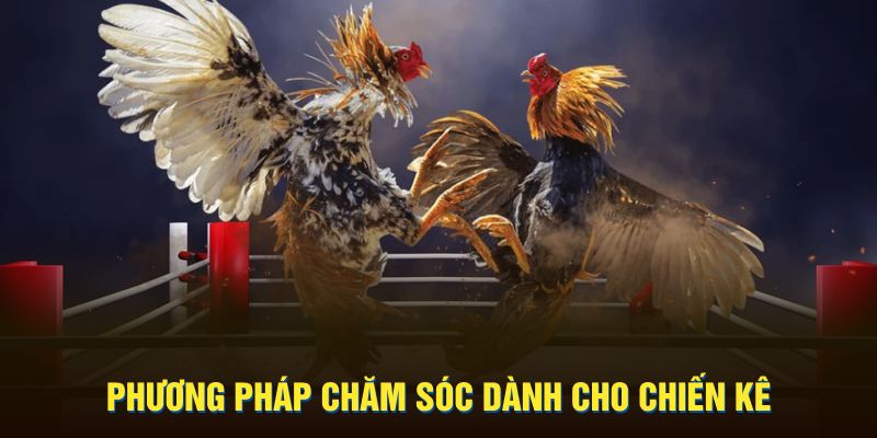 Phương pháp chăm sóc dành cho chiến kê