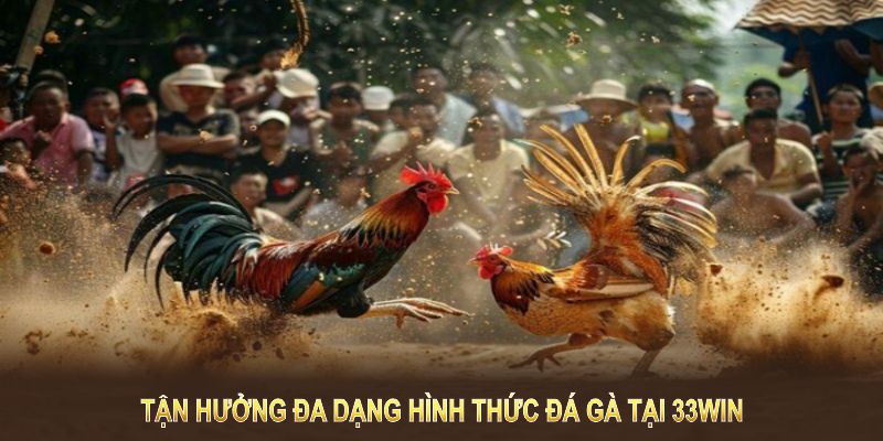 Tận hưởng đa dạng hình thức đá gà tại 33WIN với nhiều trải nghiệm độc đáo