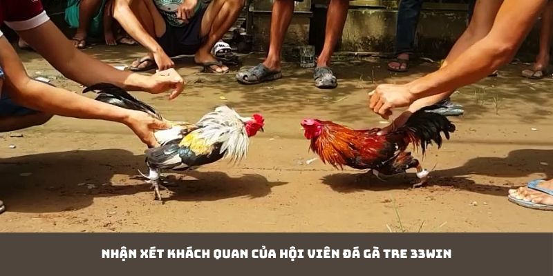 Nhận xét khách quan của hội viên đá gà tre 33Win