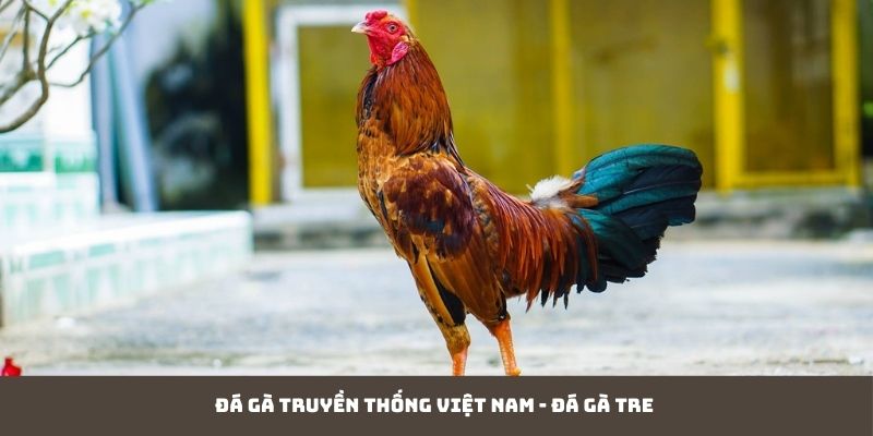 Đá gà truyền thống Việt Nam - Đá gà tre 